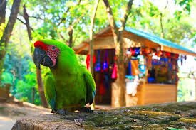 Animal Sanctuary & Beach Break
